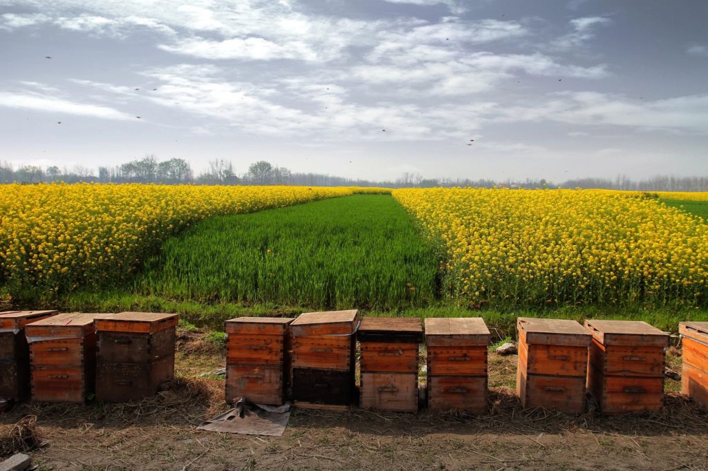 Bee hives with a field of yellow blooms